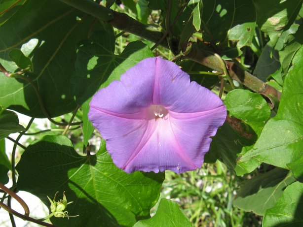 flo08-6